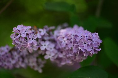 Bahçedeki güzel leylak çiçekleri