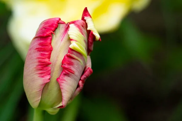 Primer Plano Una Hermosa Flor Tulipán — Foto de Stock