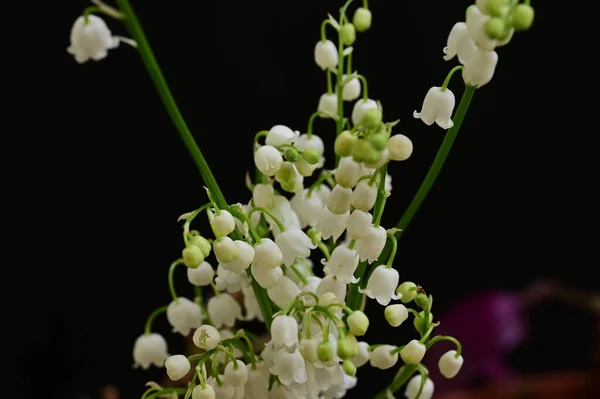 Белые Маленькие Цветы Чёрном Фоне — стоковое фото