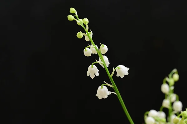 Fleur Blanche Sur Fond Noir — Photo