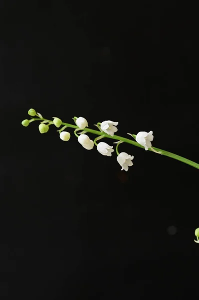 Λευκό Λουλούδι Μαύρο Φόντο — Φωτογραφία Αρχείου
