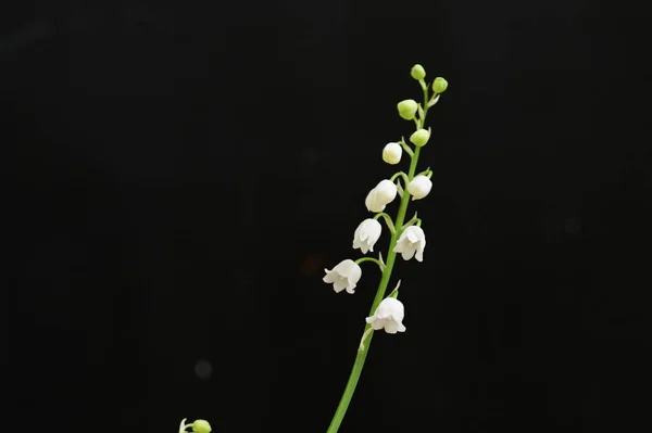 Белый Цветок Черном Фоне — стоковое фото