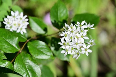 Bahçede büyüyen beyaz çiçekler