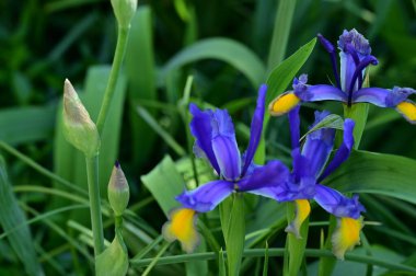 beautiful irises growing in garden in spring 