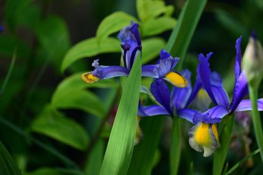 beautiful irises growing in garden in spring 