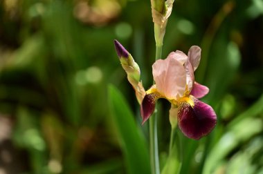beautiful  iris flower  growing in garden in spring 