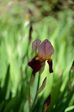 beautiful  iris flower  growing in garden in spring 