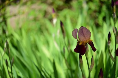 beautiful  iris flower  growing in garden in spring 