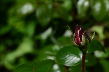 beautiful flower growing in garden in spring 