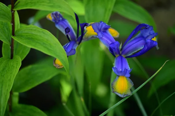Beautiful Irises Growing Garden Spring — Stok fotoğraf