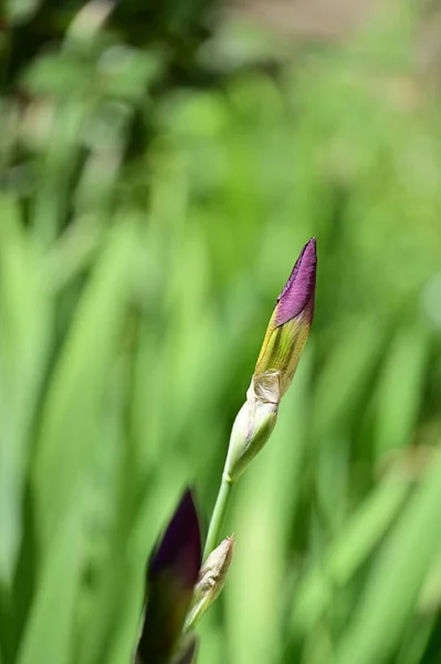 Beautiful Iris Flower Growing Garden Spring — Photo