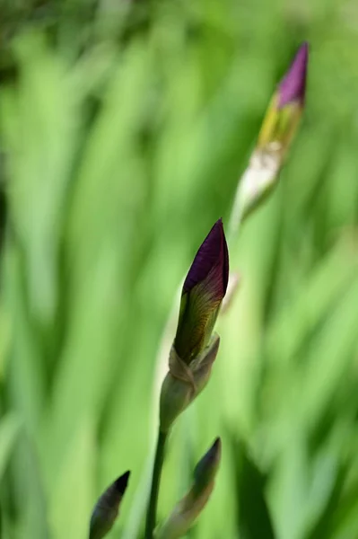 Beautiful Iris Flower Growing Garden Spring — Stok fotoğraf