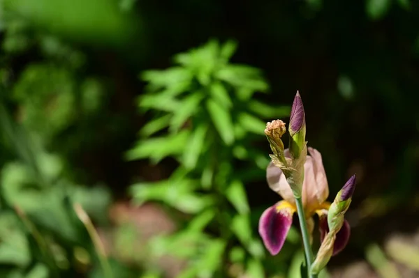 Belle Fleur Iris Poussant Dans Jardin Printemps — Photo