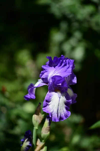 Όμορφο Λουλούδι Ίριδας Που Αναπτύσσεται Στον Κήπο Την Άνοιξη — Φωτογραφία Αρχείου