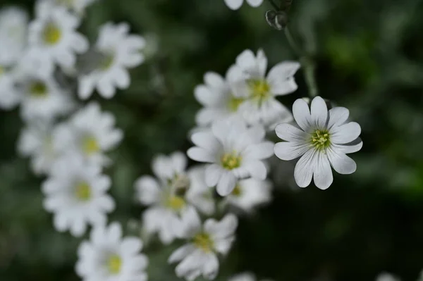 Vita Blommor Som Växer Trädgården — Stockfoto