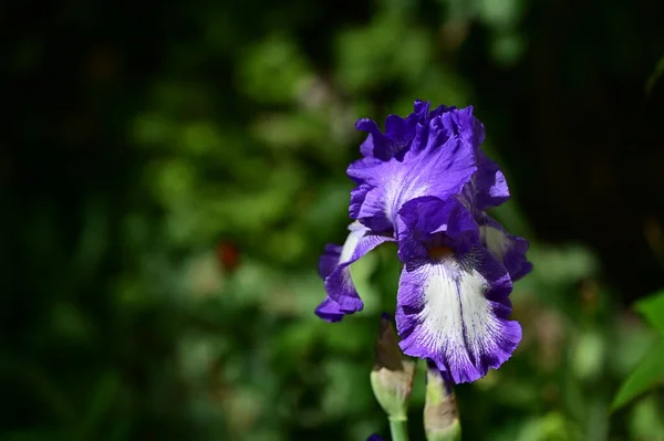 Beautiful Iris Flower Growing Garden Spring — Stock Photo, Image