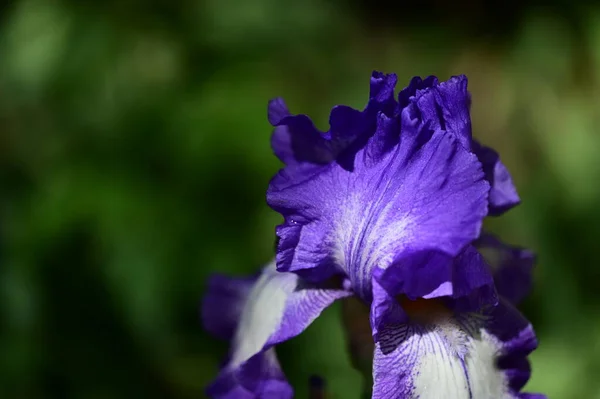 Beautiful Iris Flower Growing Garden Spring — Stockfoto