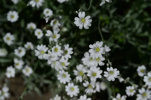 Fleurs Blanches Poussant Dans Jardin — Photo