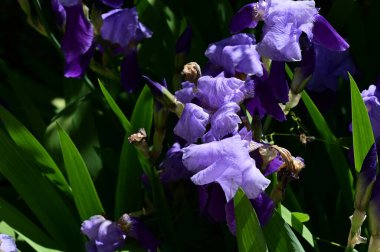beautiful irises growing in garden in spring 