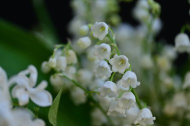 Bahçedeki güzel beyaz çiçekler