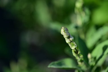 beautiful flower growing in garden in spring 