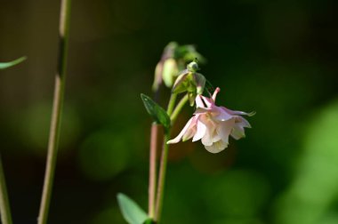 Bahçede büyüyen beyaz çiçekler