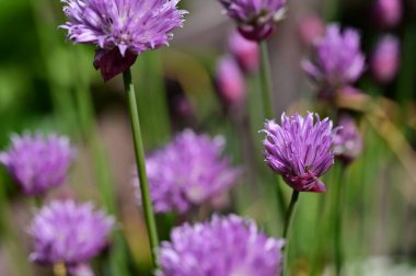 Bahçede büyüyen beyaz çiçekler