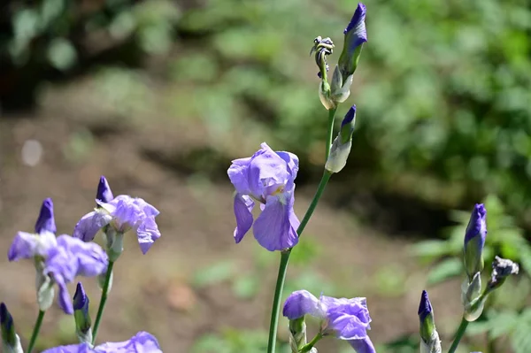 Beautiful Irises Growing Garden Spring — Stock Photo, Image