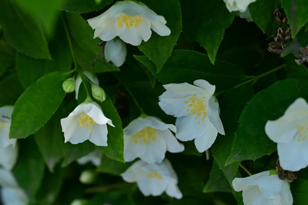 Beautiful Jasmine Flowers Close — Stock Photo, Image