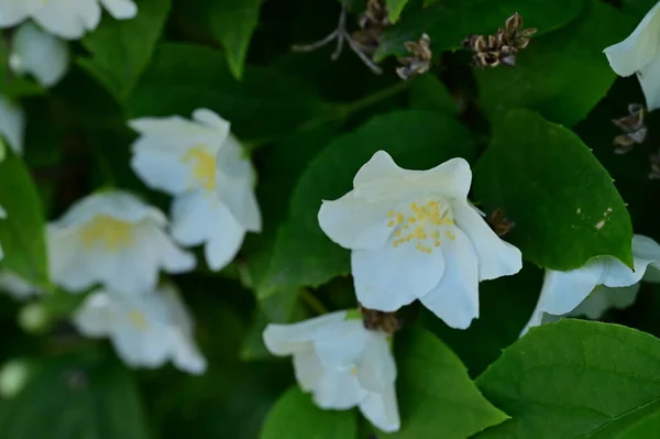 Piękne Kwiaty Jaśminu Zbliżenie — Zdjęcie stockowe