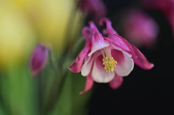 Bela Flor Crescendo Jardim Primavera — Fotografia de Stock