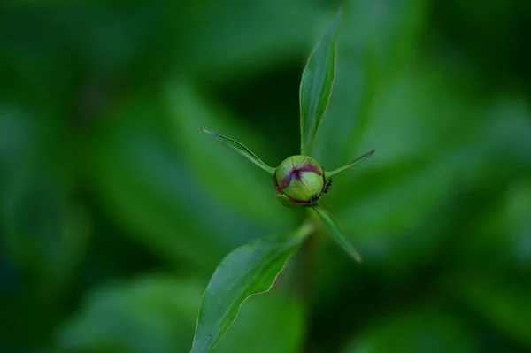 아름다운 식물학 꽃봉오리 — 스톡 사진