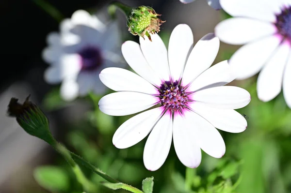 stock image white flowers growing in the garden