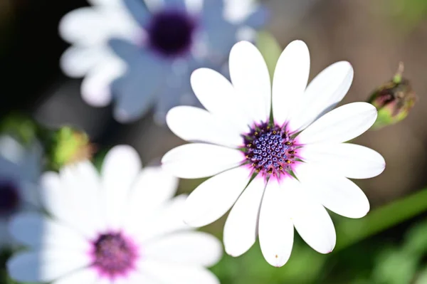 Flores Blancas Creciendo Jardín —  Fotos de Stock
