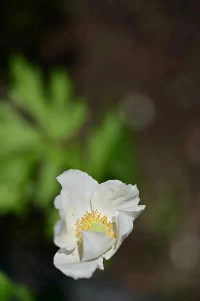 Όμορφα Λευκά Λουλούδια Στον Κήπο — Φωτογραφία Αρχείου