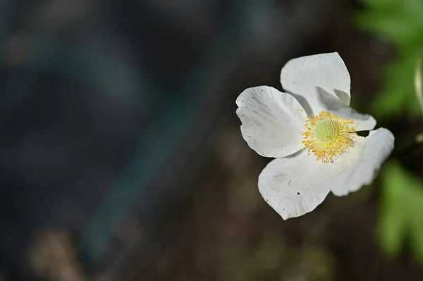 Beautiful Flower Growing Garden Spring — Zdjęcie stockowe