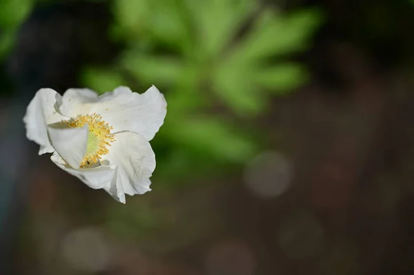 Όμορφο Λουλούδι Που Αναπτύσσεται Στον Κήπο Την Άνοιξη — Φωτογραφία Αρχείου