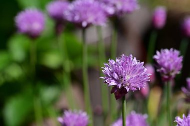 Bahçede büyüyen beyaz çiçekler