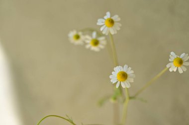 Bahçedeki beyaz papatya çiçekleri