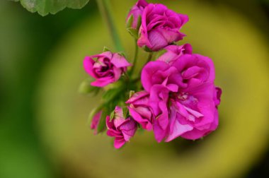 beautiful flower growing in garden in spring 