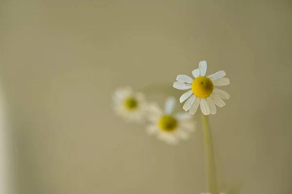 Białe Stokrotki Kwiaty Zielonym Tle — Zdjęcie stockowe