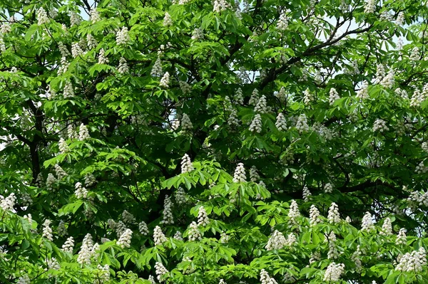 Beautiful Spring Background Blooming Chestnut Tree — Stock Photo, Image