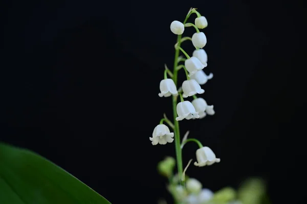 Biały Lilia Kwiat Czarnym Tle — Zdjęcie stockowe