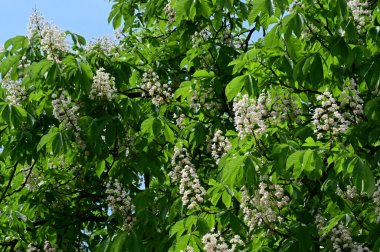 Çiçek açan kestane ağacıyla güzel bir bahar arkaplanı