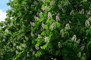 Çiçek açan kestane ağacıyla güzel bir bahar arkaplanı