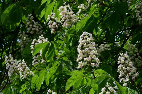 Schönen Frühling Hintergrund Mit Blühenden Kastanienbaum — Stockfoto