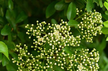 Güzel botanik fotoğrafı, doğal duvar kağıdı.