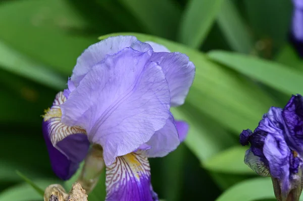 Vacker Iris Blomma Trädgården — Stockfoto