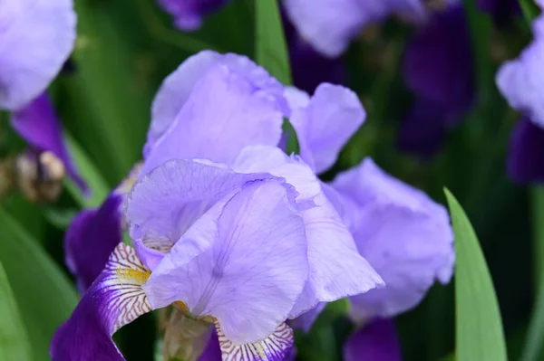 Beautiful Iris Flower Garden — Stock Photo, Image