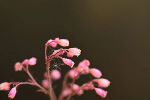 Mooie Roze Bloem Tuin — Stockfoto